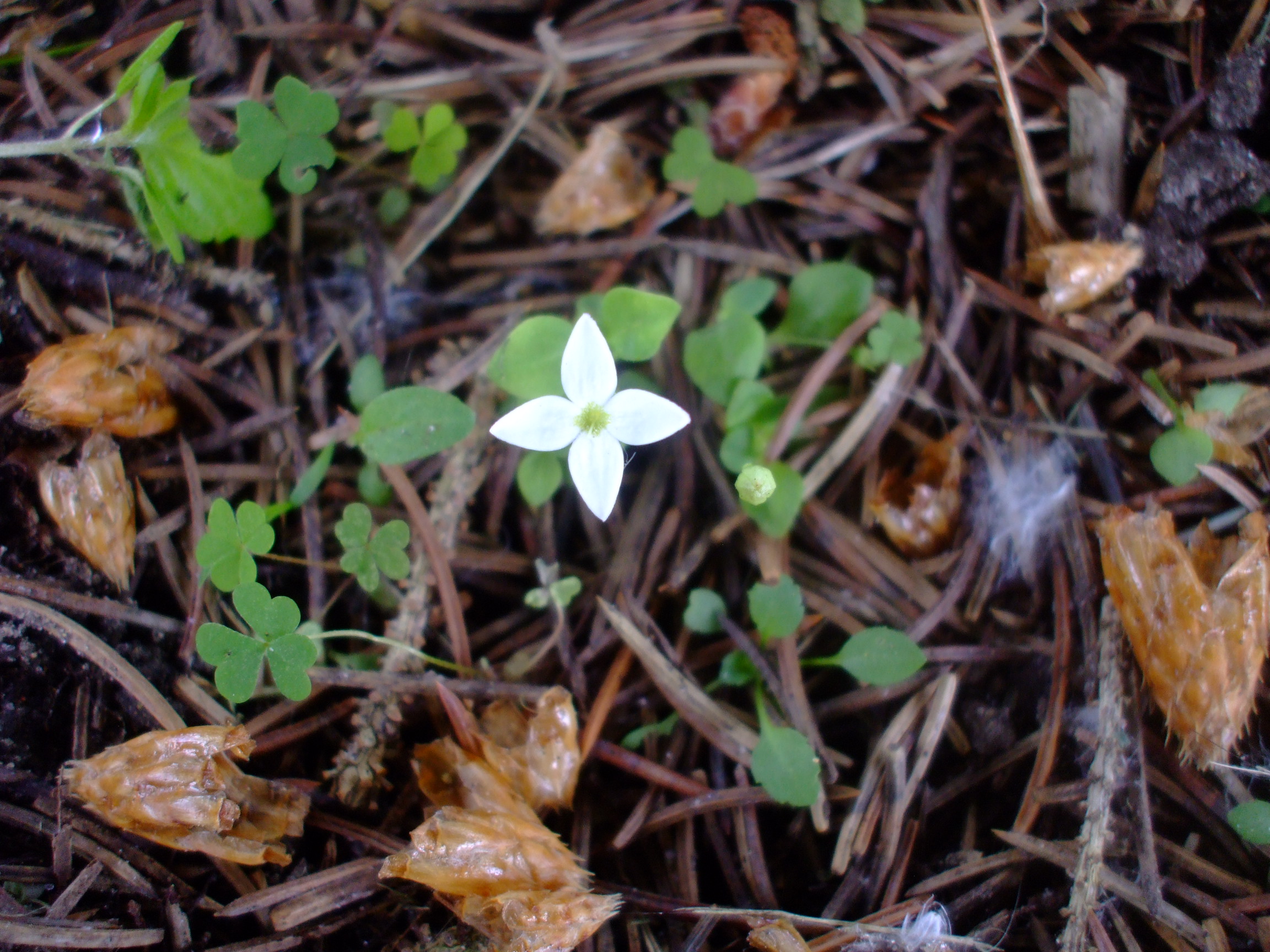 Houstonia procumbens
